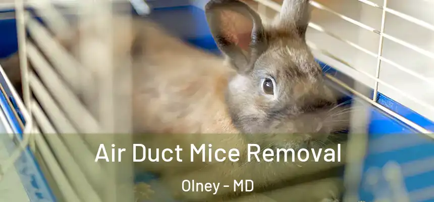 Air Duct Mice Removal Olney - MD